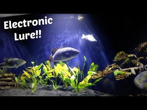 Animated Lure Test Youtube