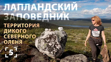Где живет северный олень? Лапландский заповедник (English subtitles)