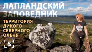 Где живет северный олень? Лапландский заповедник (English subtitles)