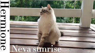 Hermione | Neva Sunrise by Neva Sunrise  1,714 views 1 year ago 57 seconds