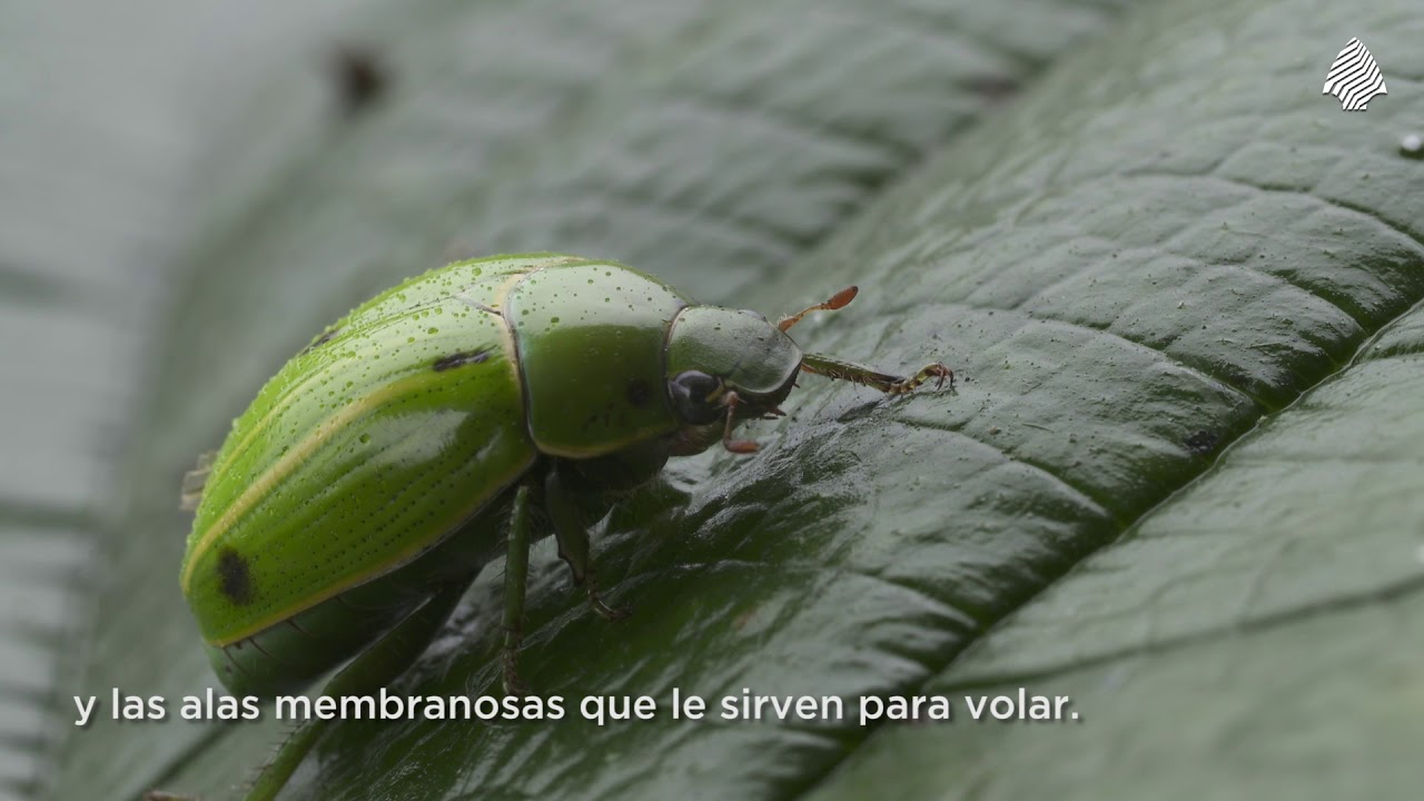 Coleóptero Parque Nacional El Rey