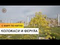 Колокаси и ферула / С миру по нитке /1 серия