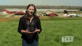 Cattle producers care for their land.