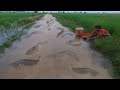 Fishing In The Road! Man Catching Many Fish By Hand When Fish Follow Water During Flood - tyriq 1256