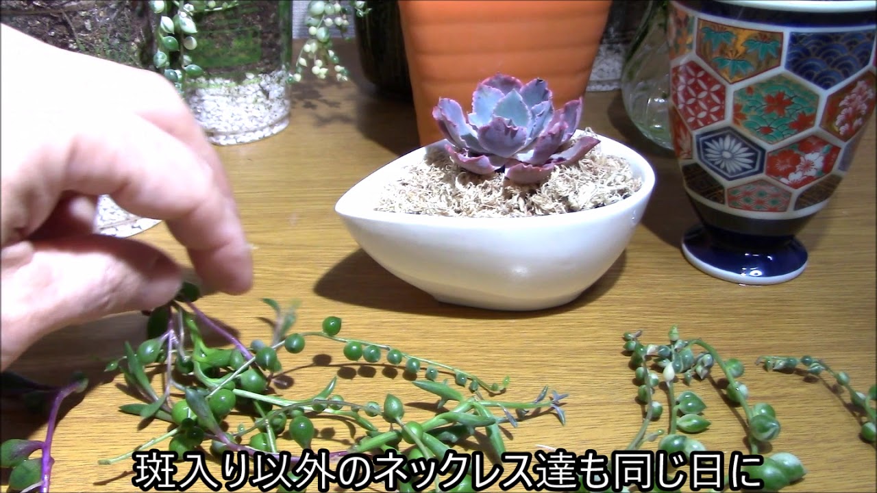 多肉植物 斑入りグリーンネックレスの増やし方 Part2 Succulent Plants Japan Youtube