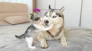 Confused Husky Doesn’t Know How to Handle This Tiny Kitten… Reaction Is Hilarious!!