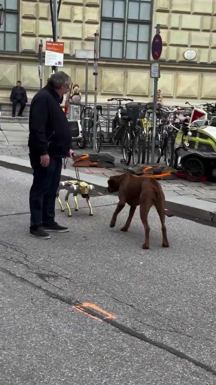 #JasonDeruloTV // Dogs #GotPermissionToPost From @carshotsmunich  #JalebiBaby