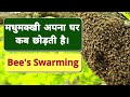 Bee Swarm || Bee Swarming || Madhumakkhi ghar kyun chhodti hai || मधुमक्खी घर क्यों छोड़ती है।