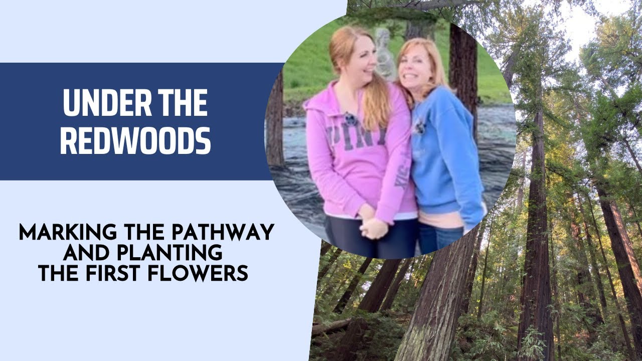 Part 2 Creating a walking path and flower garden below the Redwoods.🌲