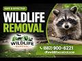 DFW Wildlife Control Dallas TX | Humane Wildlife Removal