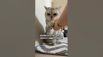 Почему кот кусается и царапается #shorts #кот #кошка