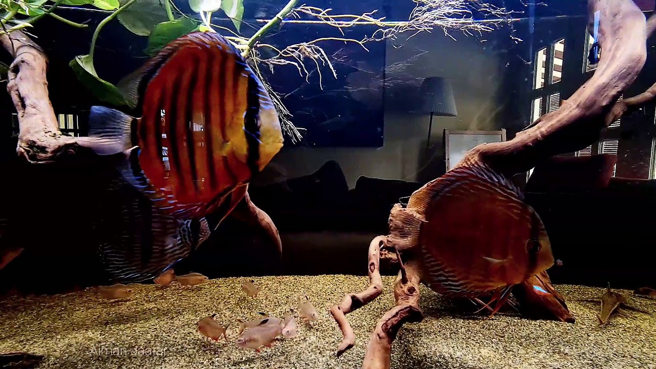 Beautiful treasures of the Amazon River