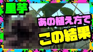 【里芋の育て方】収穫!! あの植え方で正解だった!! イイ芋がゴロンゴロン【里芋栽培】