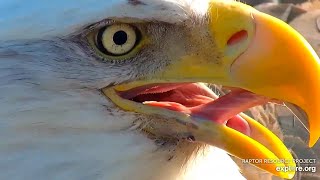 Decorah North Nest | Stunning close-ups of an eagle tongue ~ 03-01-2020