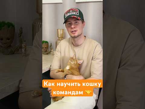 Как научить кошку командам 🧠 #кошки #коты #дрессировкакошек #дрессировка #рыжаякошка
