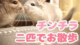 二匹のチンチラのお散歩に癒される♪【チンチラ日記　その13】Chinchilla's Diary 13