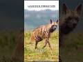 Hyenas 🐺Fearless Hunters and Misunderstood creatures! #nature #wildlife #hyena