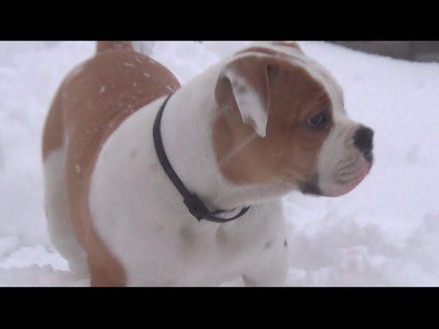 Американский бульдог. Нам скоро 4 месяца. Первый снег. Помощь самообороне