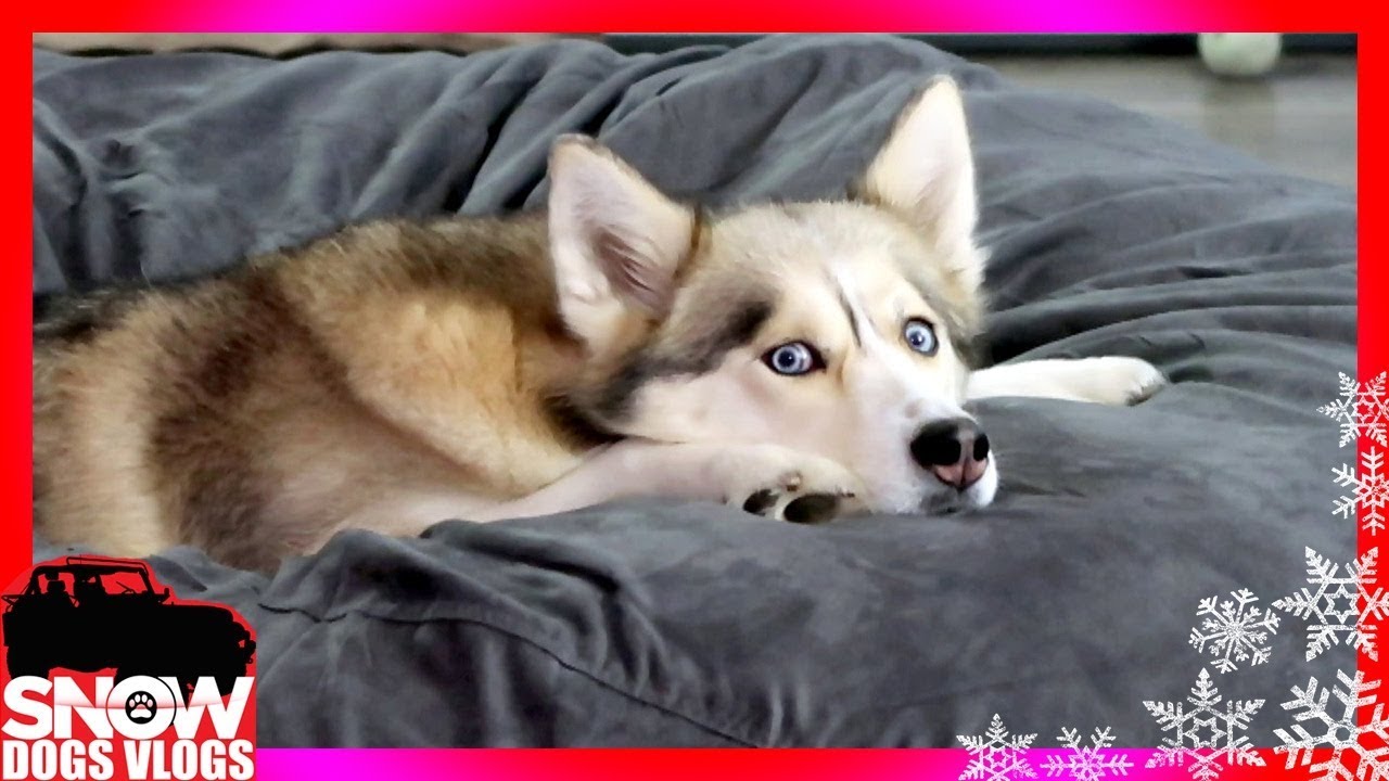 SHELBY IS SINKING into the SUMO LOUNGE 😂