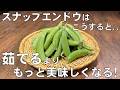 料理人が教える！スナップエンドウは茹でません！【スナップエンドウはこう食べる！】旨さ凝縮！甘さ倍増！つまみ・簡単！