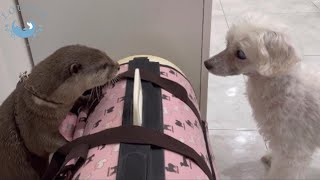 カワウソこむぎ、ワンコと初対面でどうなる！？　Otter Komugi met a dog for the first time!