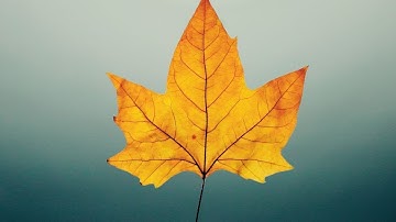 Autumn 🍂 | 3 Minute Timer with Music | Dino Cave Studio