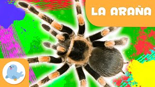 La araña  Animales para niños  Epsiodio 10