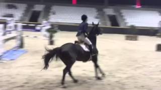 Baronescha (Verdi X Concorde) mare, born 2006