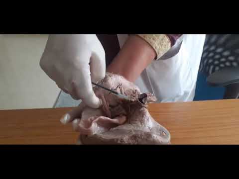 All viscera  of human body in just 40 minutes