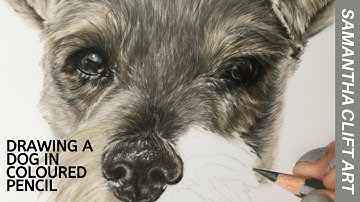 Drawing a Dog in Coloured Pencil - Timelapse | Samantha Clift Art