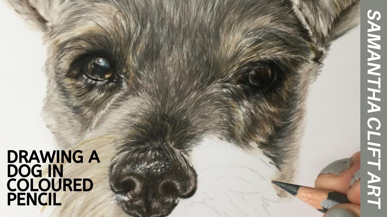 Drawing a Dog in Coloured Pencil - Timelapse | Samantha Clift Art - YouTube