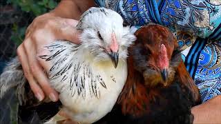 How to tell a hen from a rooster with 3 month old chicks