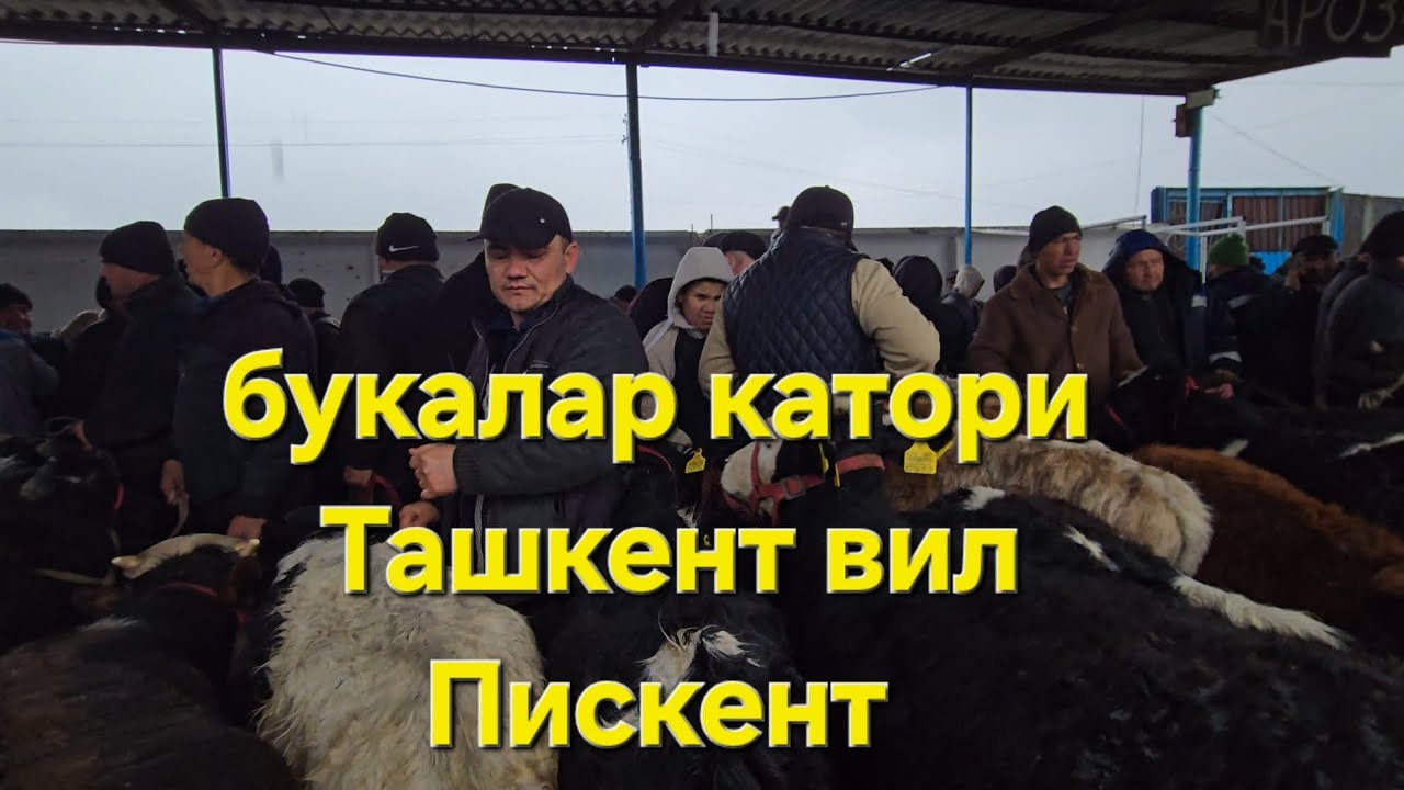 БУКАЛАР КАТОРИ ТОШКЕНТ ВИЛОЯТИ ПИСКЕНТ 04.03.2026