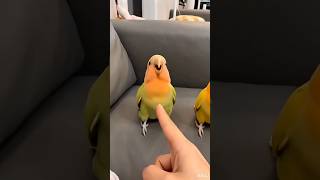 #pets #dothingsyoudontwanttodo #papaanewton #funny #danceperformance #lifeisbutadream #cute #dance