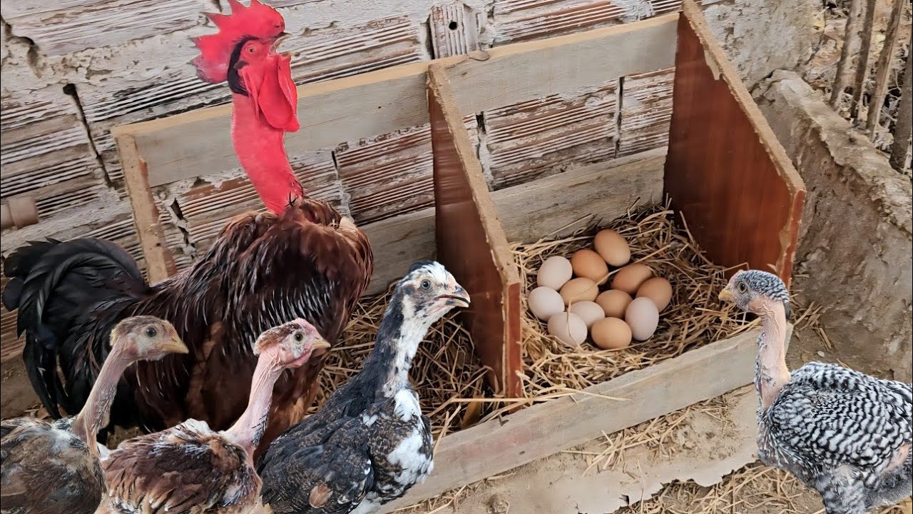 Novo Galinheiro, Produção em Alta e Pintinhos Crescendo!