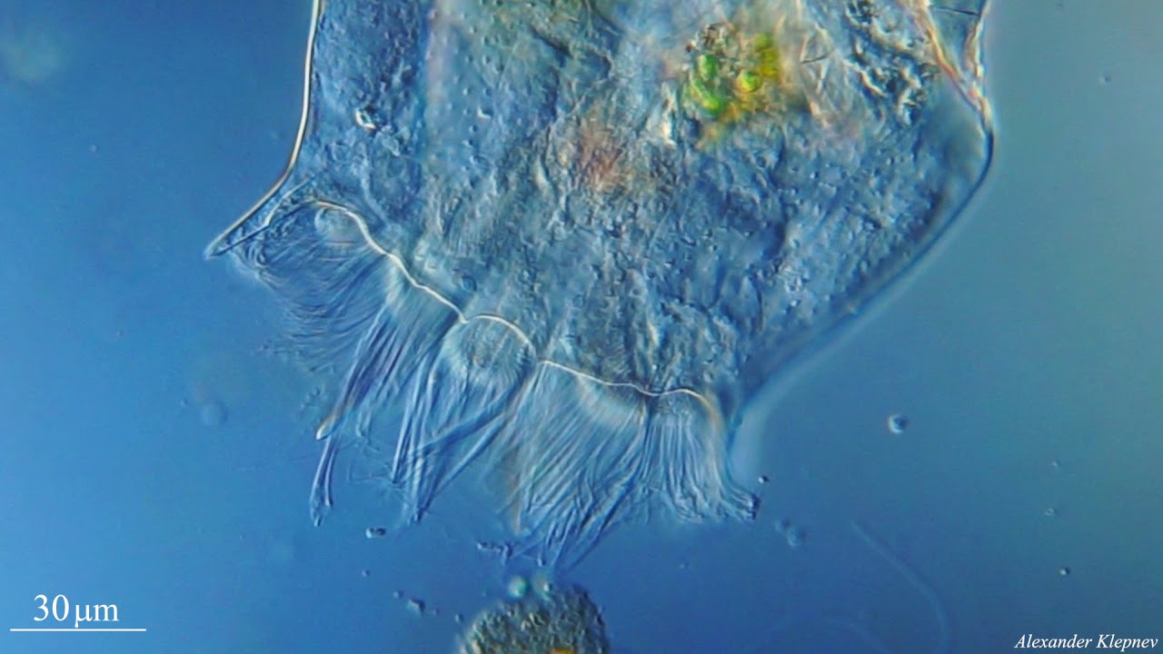 Brachionus quadridentatus