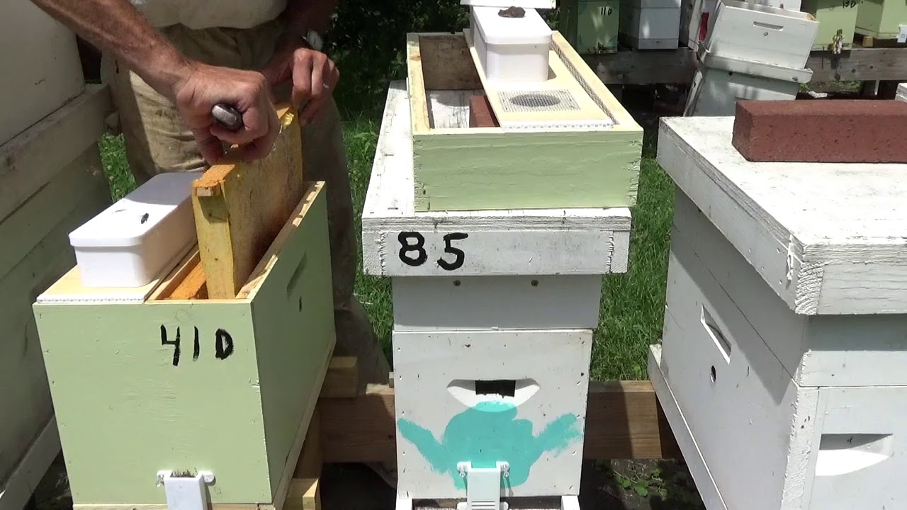 Weekly Intermedate Series (week 9 June 4)