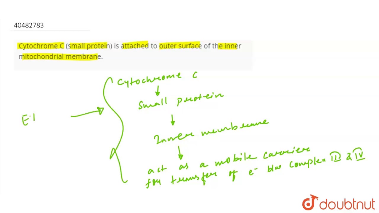 Cytochrome C (small protein) is attached to outer surface of the inner mitochondrial membrane.