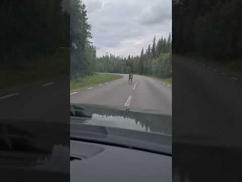 Sweden Norrbotten summer #asmr #travel #traveling #riding #way #road #driving #asmrvideo #swedish