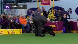 Gordon Setter | Breed Judging (2019)