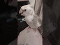 love this boy ❤️ #cockatiel #lifeisbutadream #birds #parrot #whowillbemylifepartnerta
