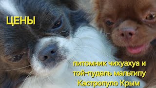 секрет в конце видео 🤣 цены на щенков питомник чихуахуа и той-пудель мальтипу Кастропуло Крым