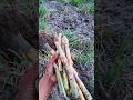 Farming 💫💐❤️ #shortvideo #farming #kisan #ytshorts #viral