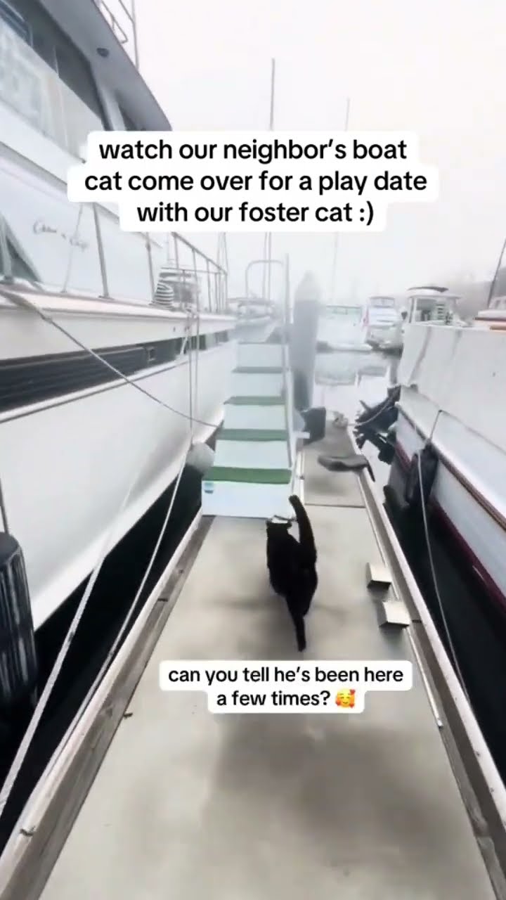 Kittyo like my main mission is to come and find that prvnci