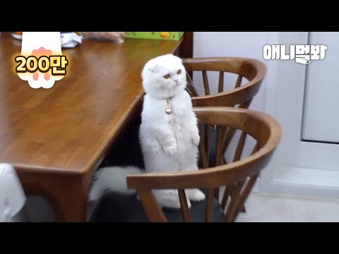 이 고양이한테 관심 주지 마세요 ㅣDo <strong>Not</strong> Give Attention To This <strong>Cat</strong>