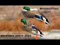 Весенняя охота с подсадной 2022. весенняя охота на селезня с подсадной