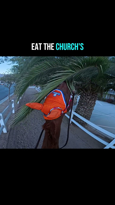 They really like the churches palm trees  #horse