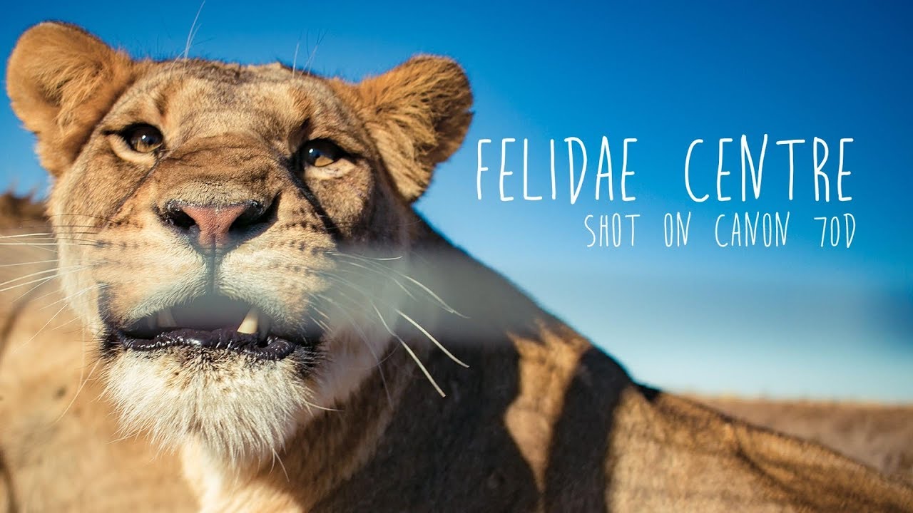 Felidae Centre