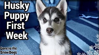 Husky Puppy First Week Home | How is Kira Doing?