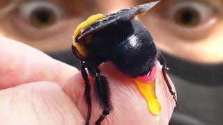 Почему Пчелы Умирают, Когда Какают?